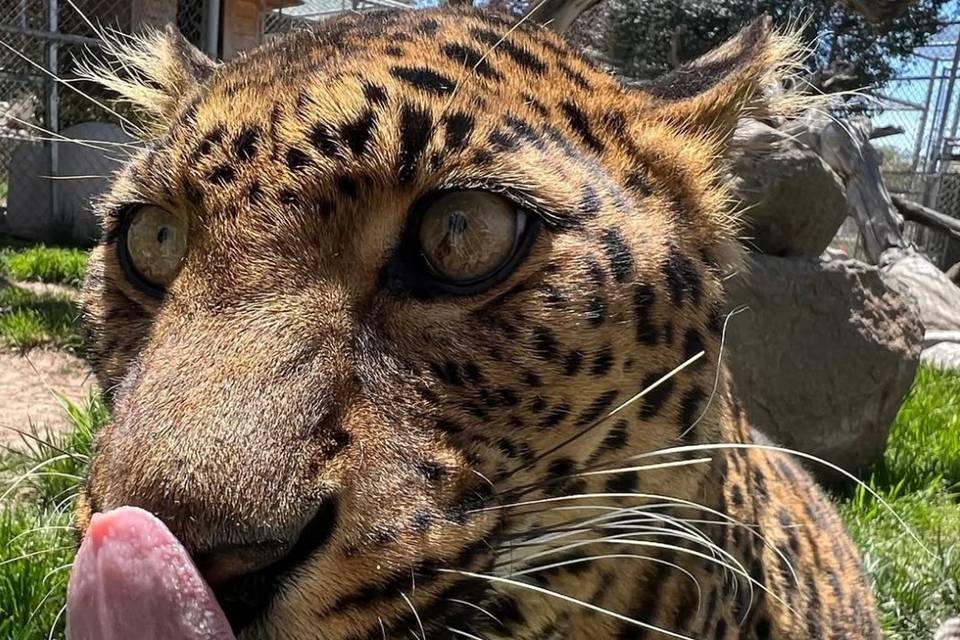 Lions Tigers & Bears Sanctuary
