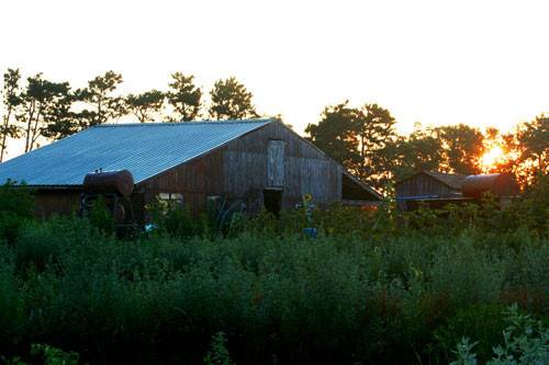 Sunset view of the barn near the organic gardens.