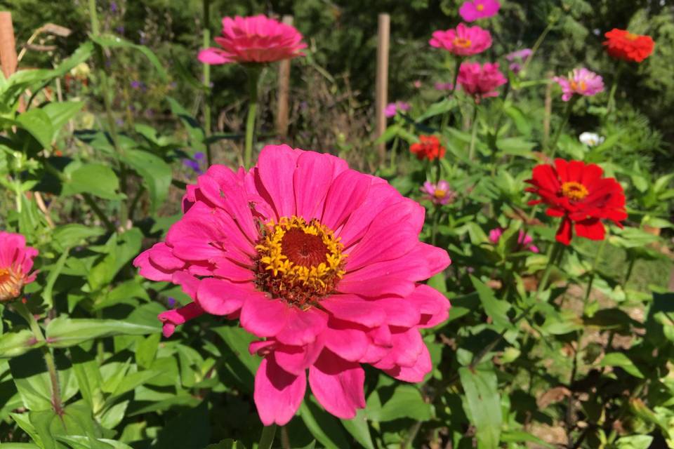 Summer flowers in the garden