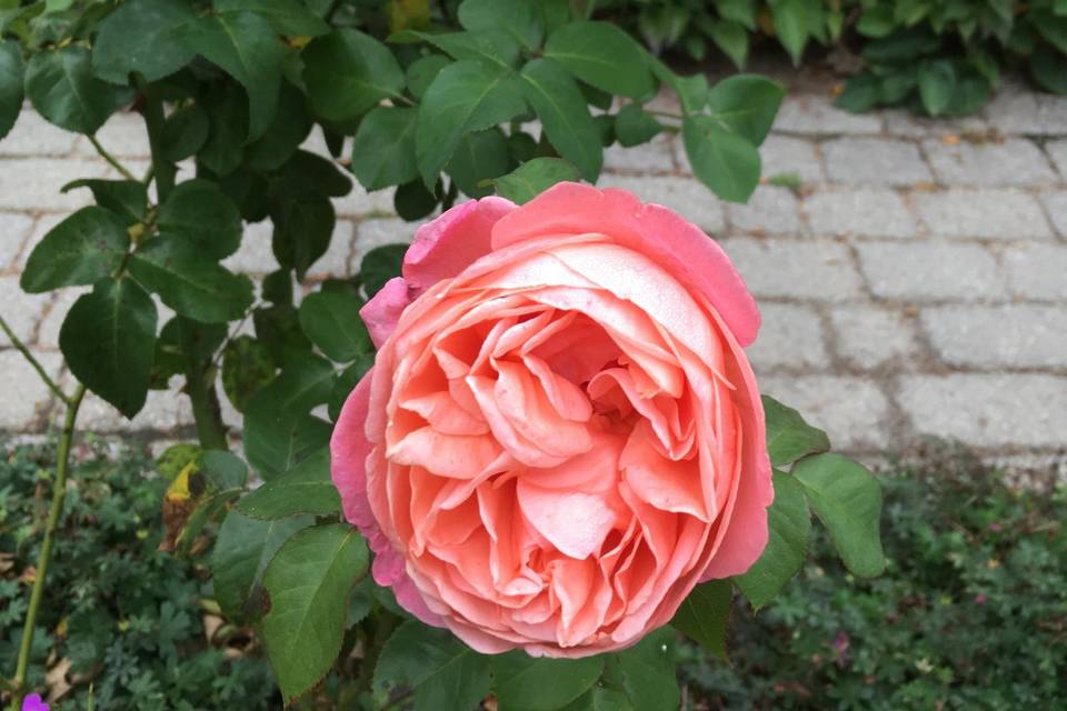 English garden roses