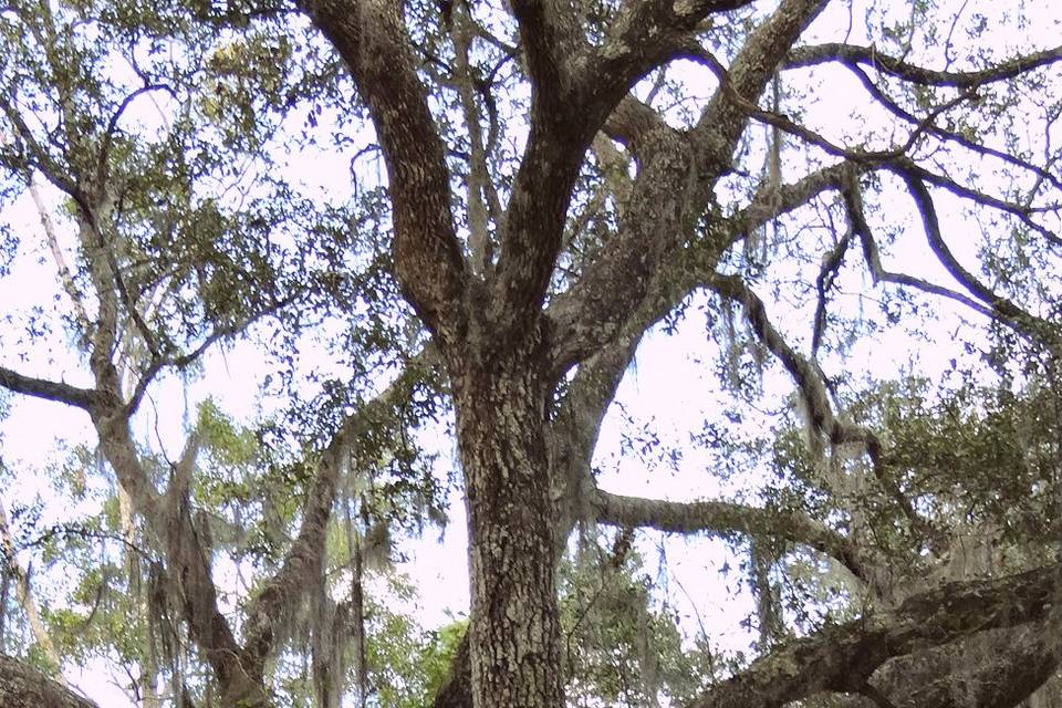 Canopy of Trees