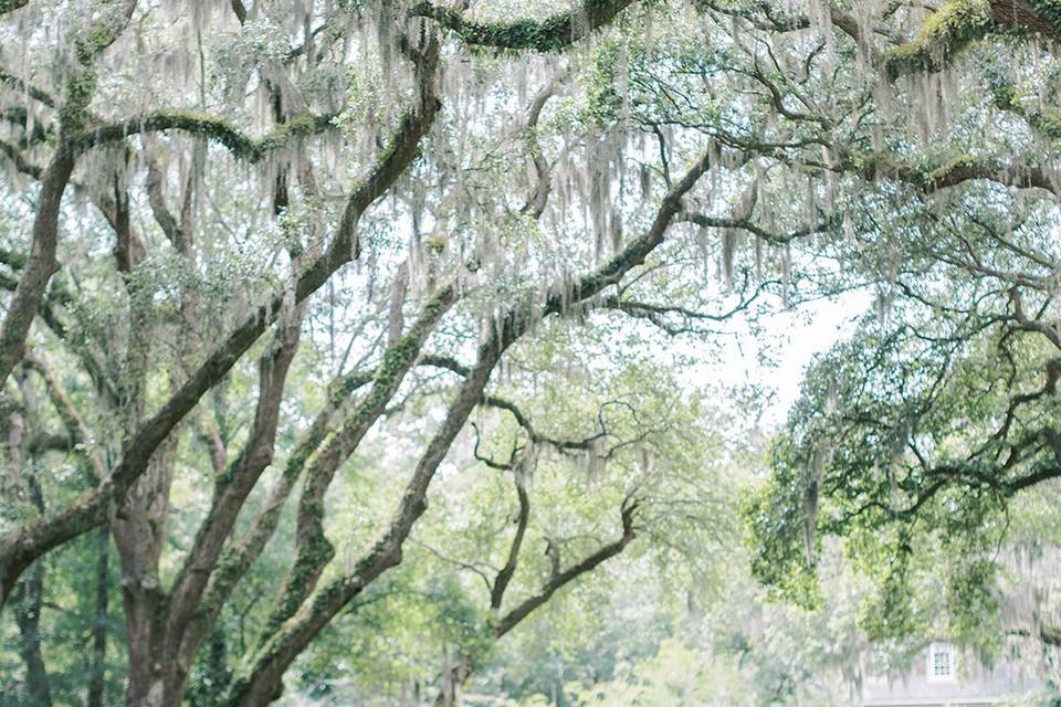 Spanish moss