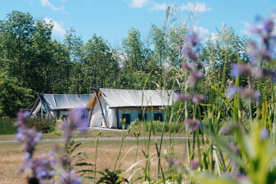 Tents in spring