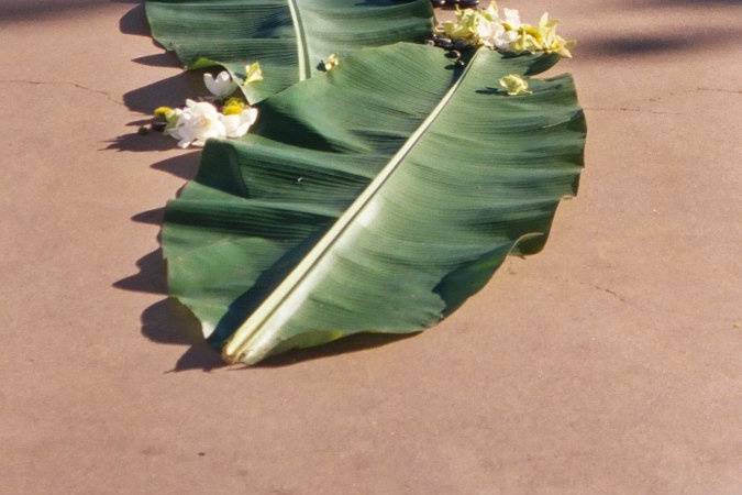 Fleurs du Soleil