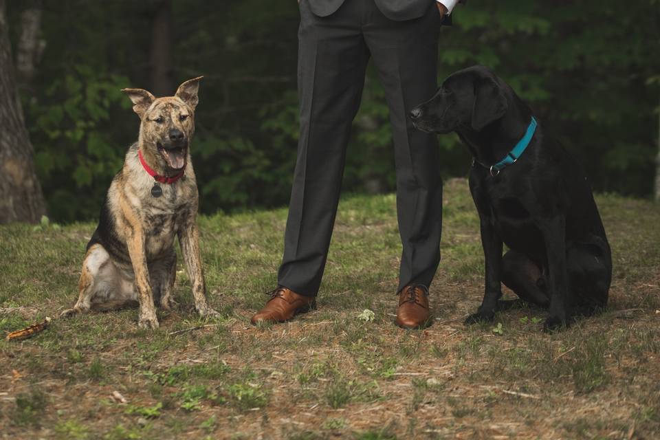 Groom and his Dogs