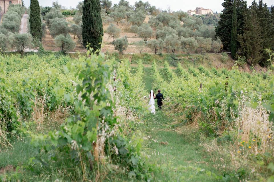 Vineyards and Olive Trees