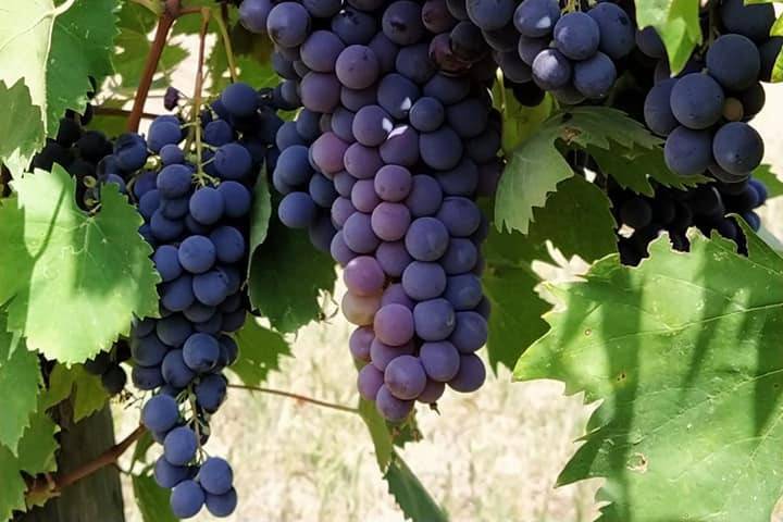 Our Sangiovese Grapes