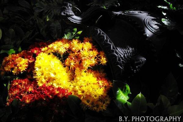 B.Y. PHOTOGRAPHY