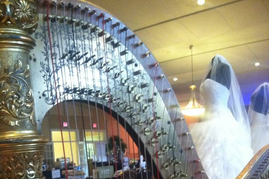 The harp