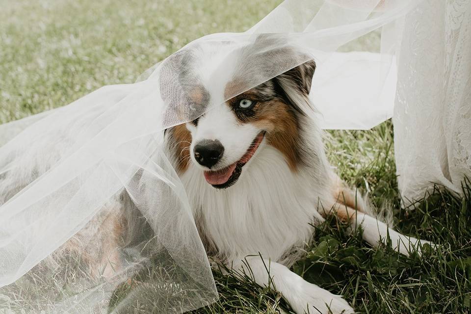 Wedding day pupper