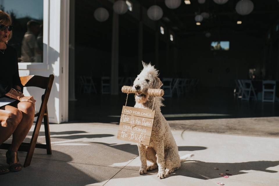 Doggie ring bearer