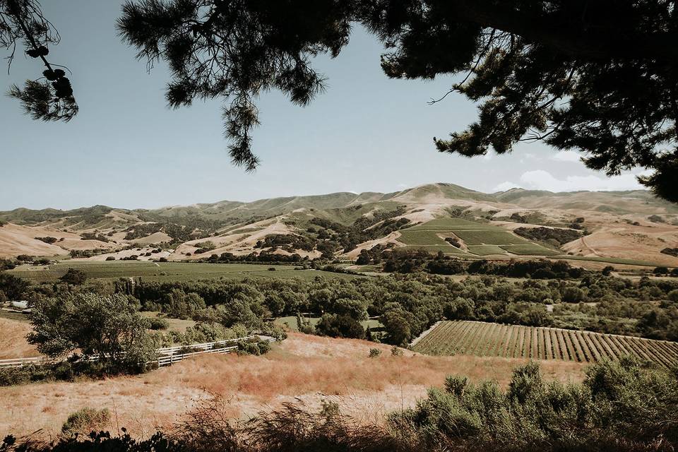 Hilltop view vineyards