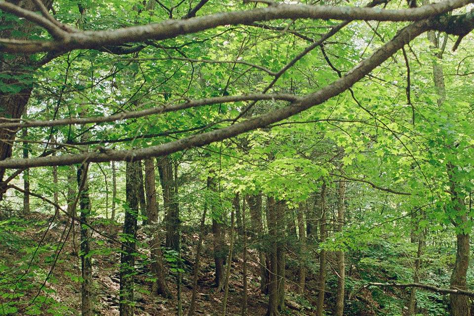 Among the Trees