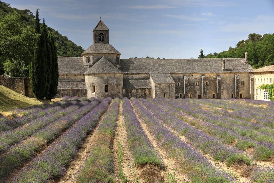 French lavender farm