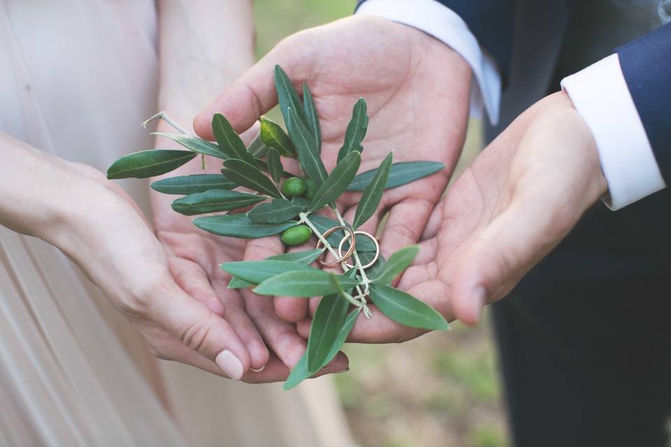 Olive tree branch with rings @