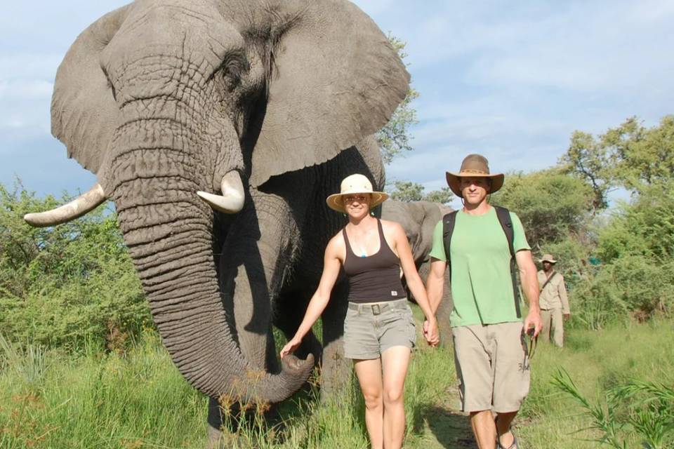 Elephant tour