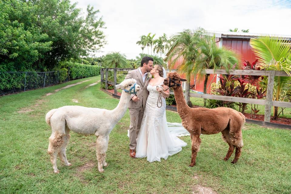 Alpacas