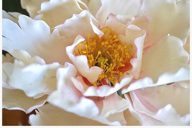 Flower pink peony