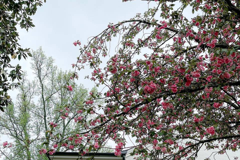 Spring at The Lumpkin House