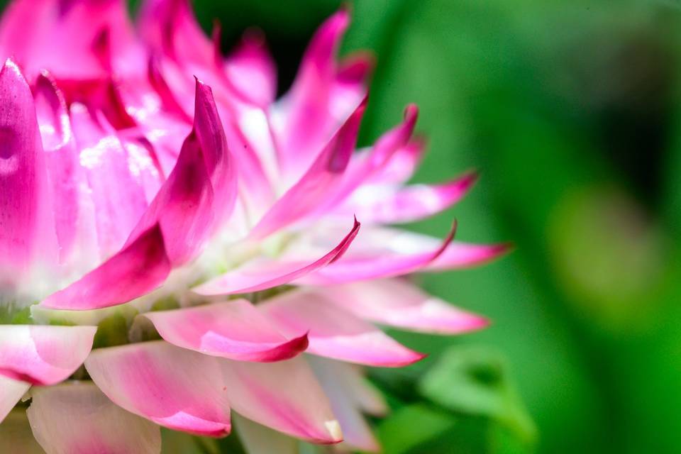 Pomegranate strawflower