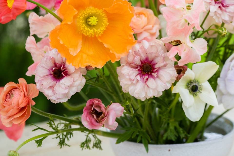 Iceland Poppy June