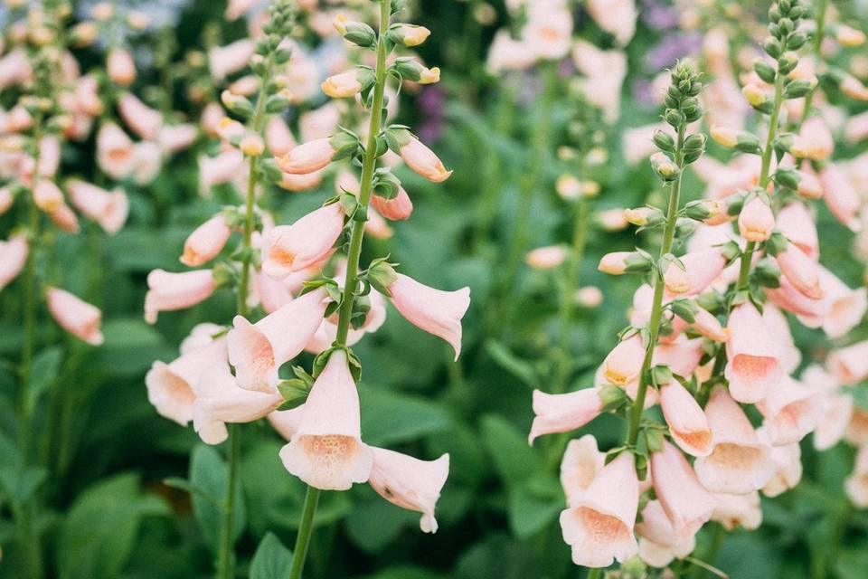 Dalmation Peach Foxglove