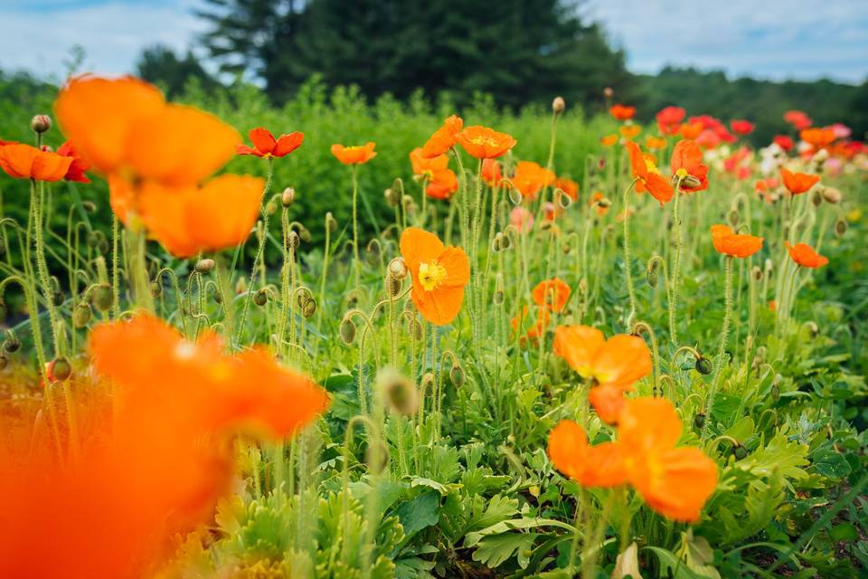 Icelandic Poppies