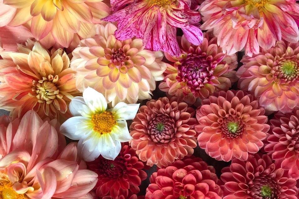 Lush, Apricot & Peach Dahlias