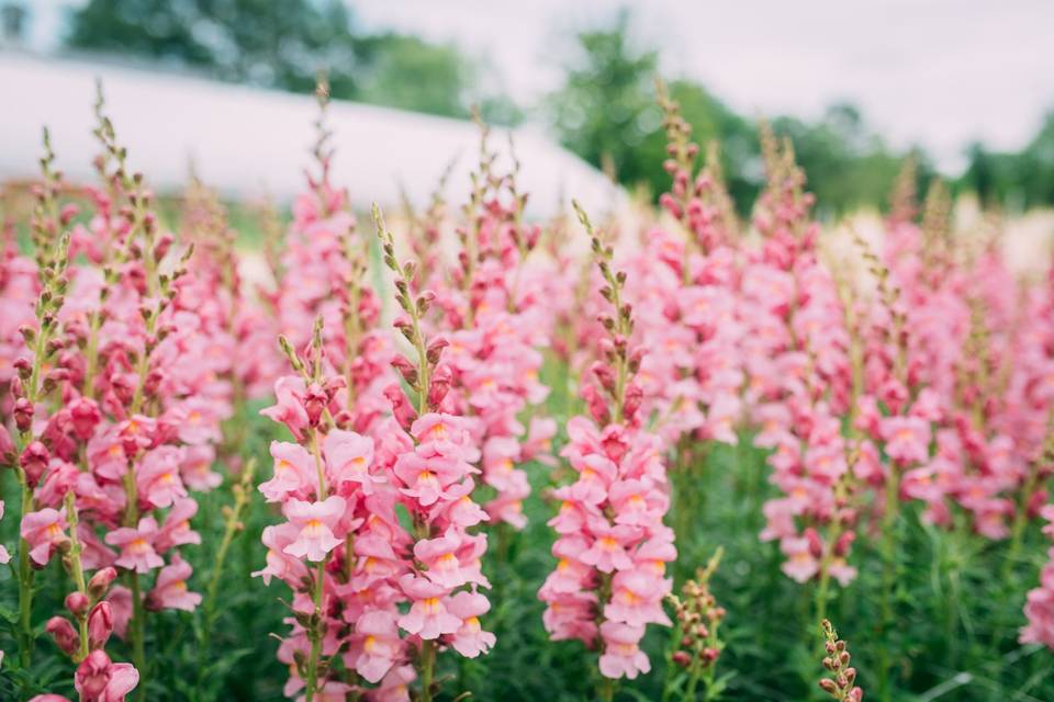 Lavender Snapdragons