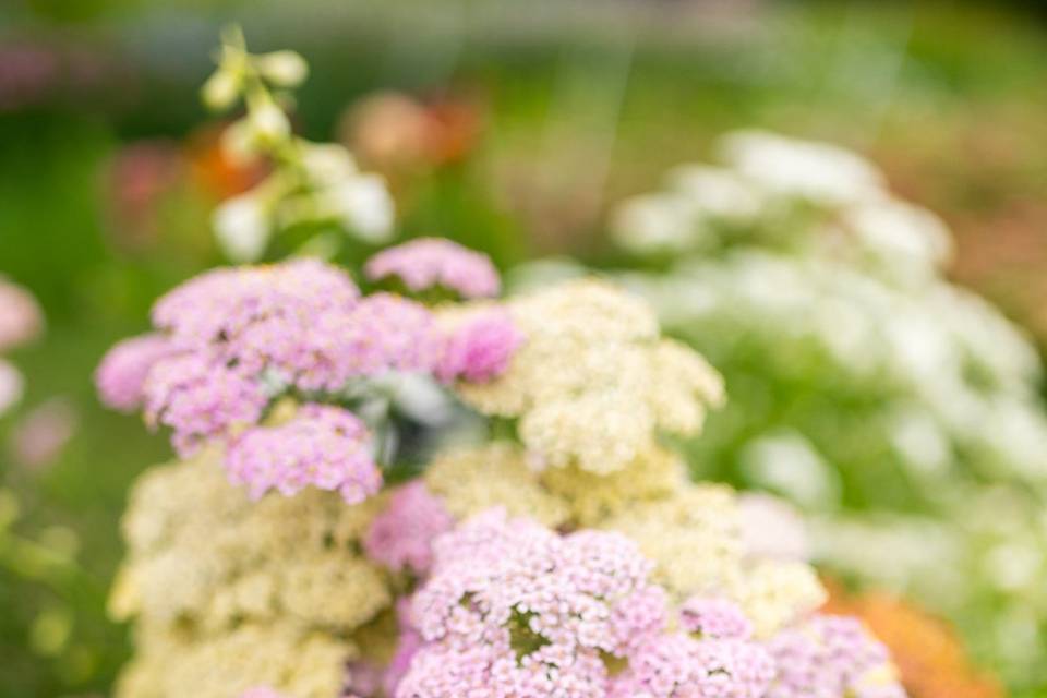 Summer Berries Yarrow