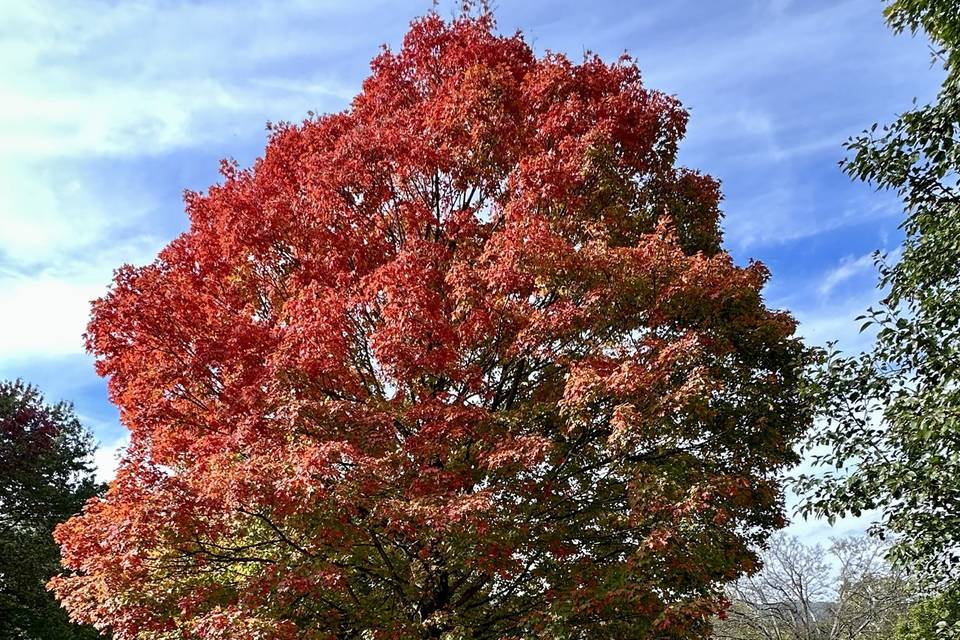 One of the gorgeous maples