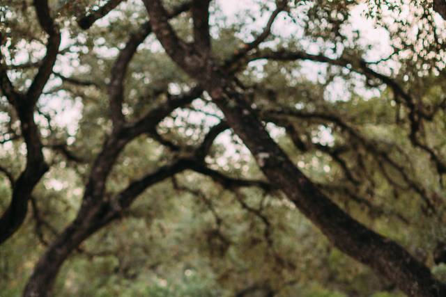 Chandelier Of Gruene Wedding