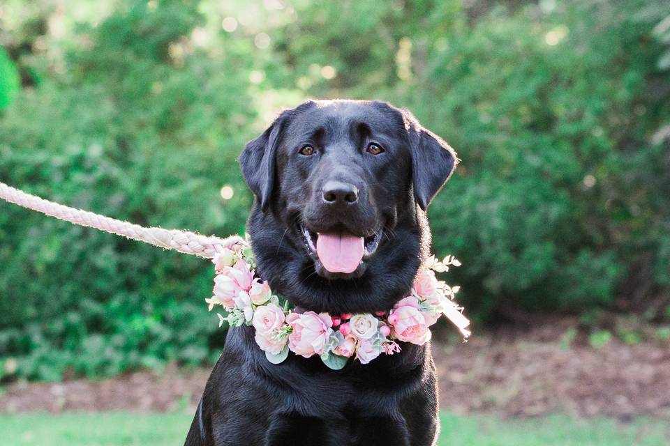 Pooch steals the show!