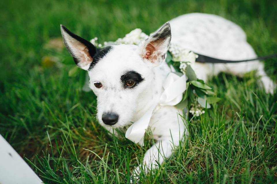 Puppy ring bearer