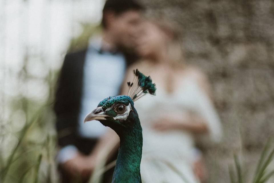 Peacock and couple