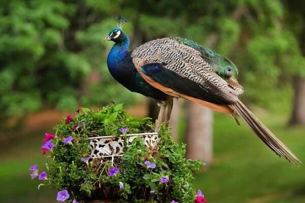 Peacock on La Caille