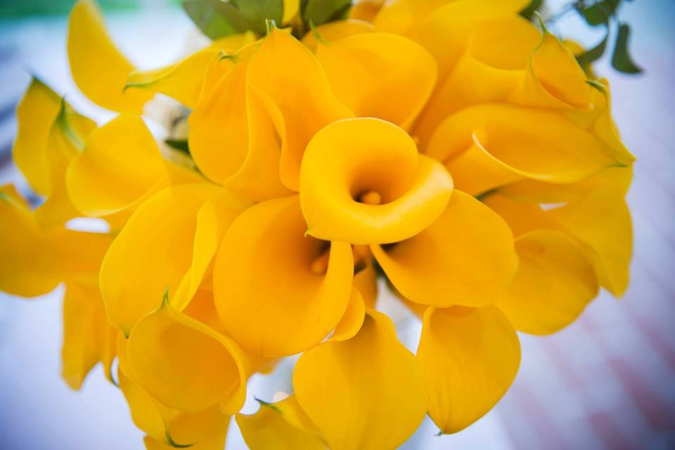 Yellow flowers