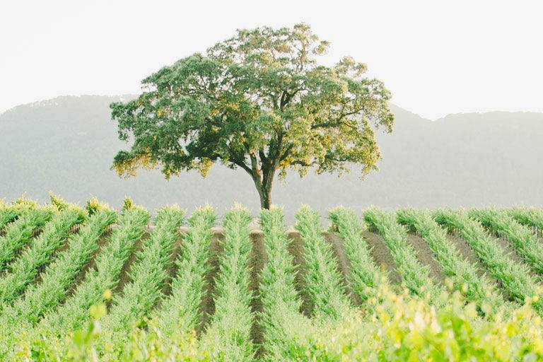 Cabernet Sauvignon vineyeard