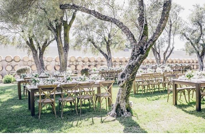 Dinner in the Olive Grove