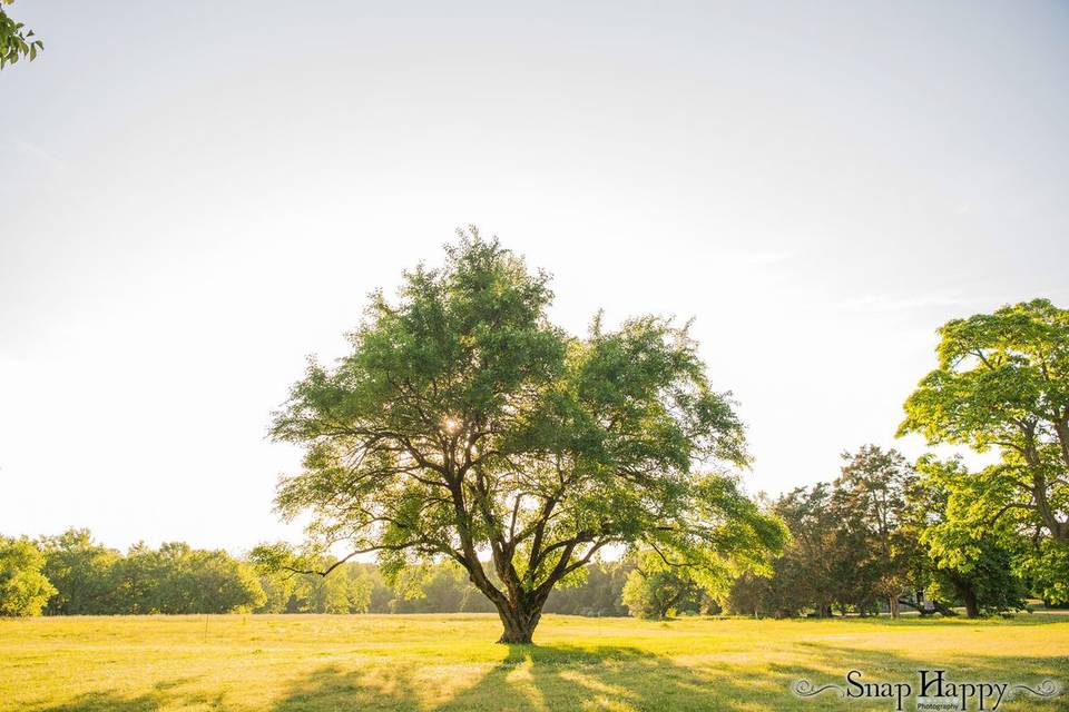 Wedding Tree