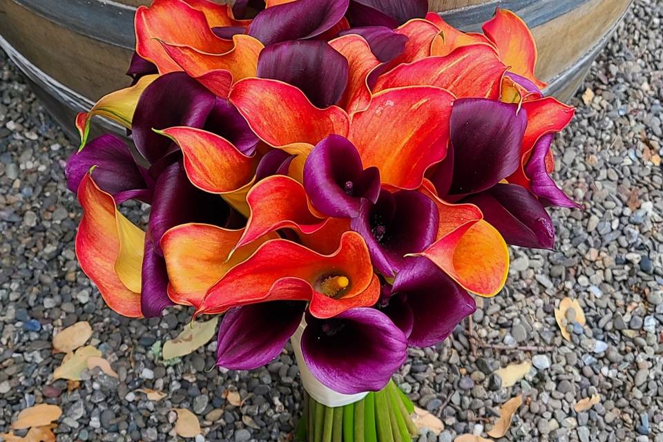 Jewel tone, mango purple calla