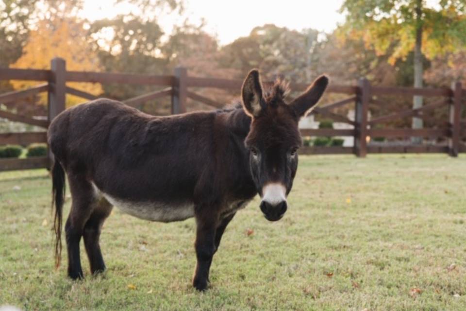 Cortina Farms