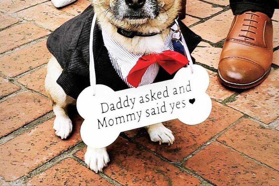 Dapper dog
