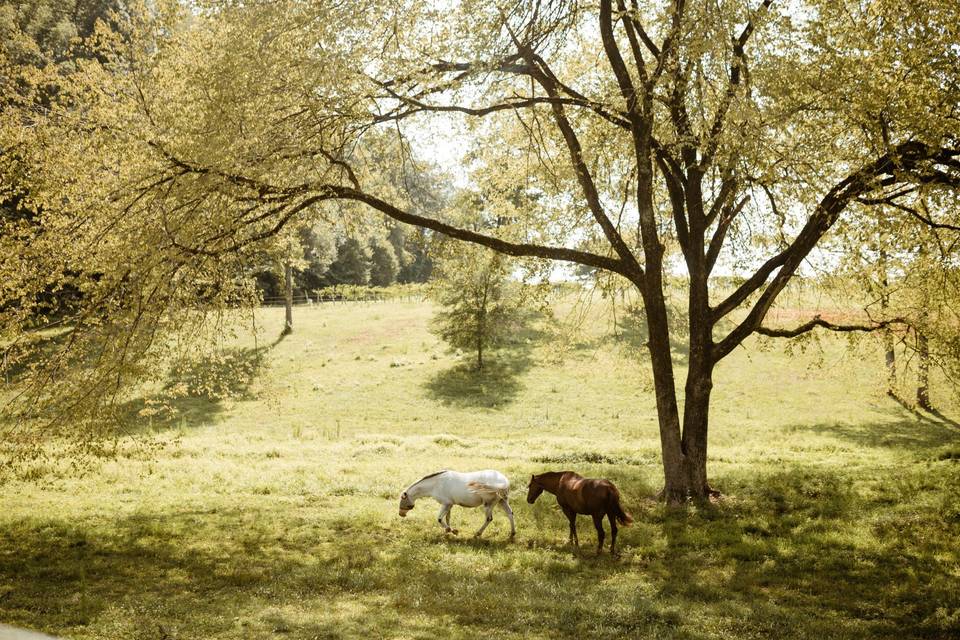 Pasteur with horses