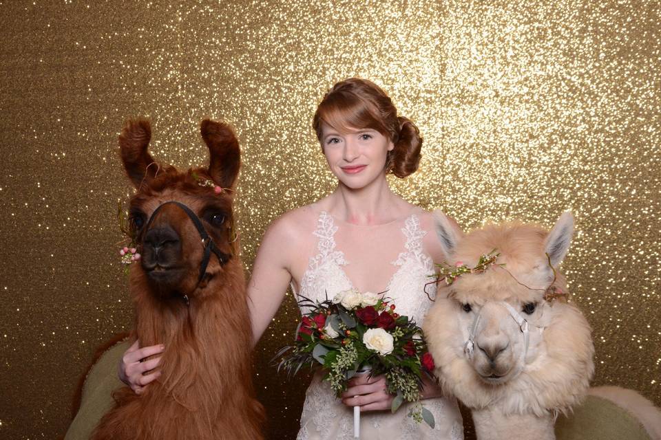We can fit wedding llamas!