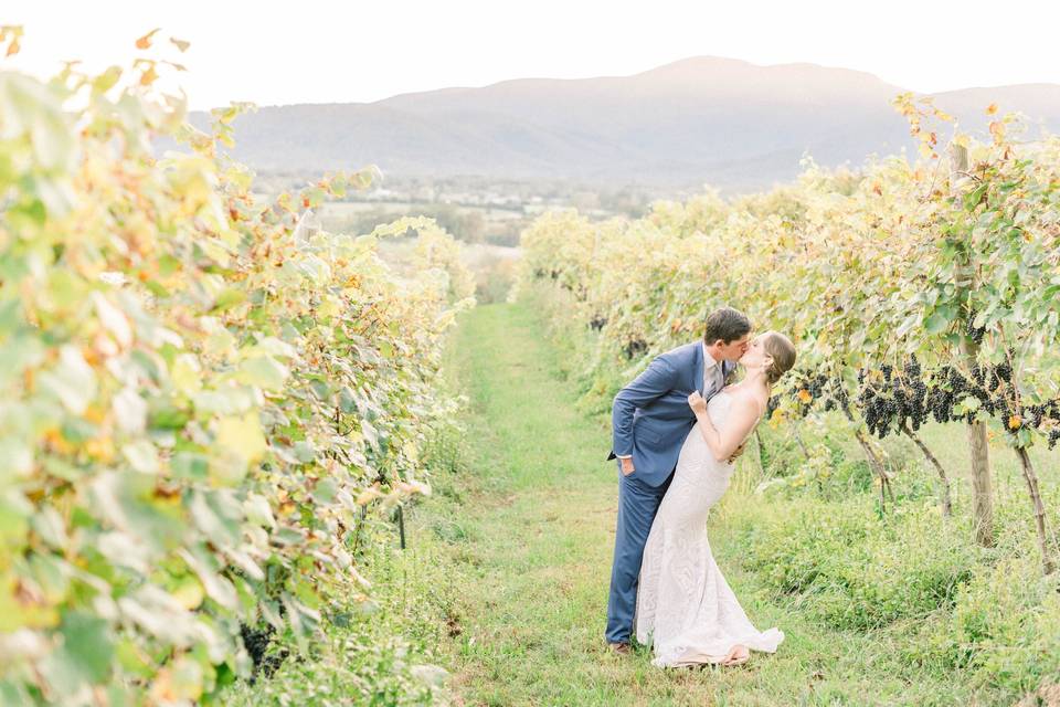 Golden hour in the vineyard