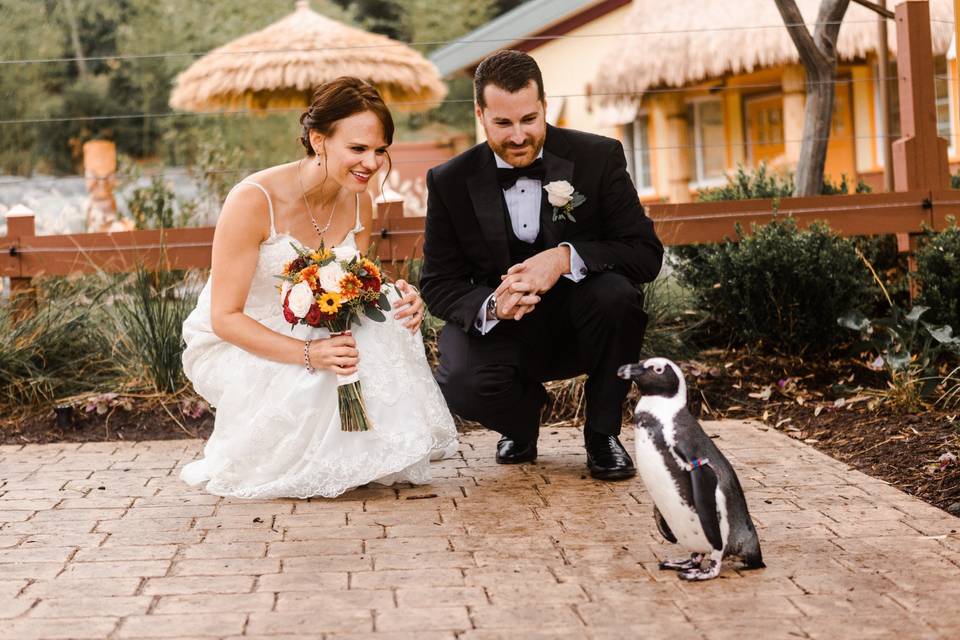 Bride and groom with penguin