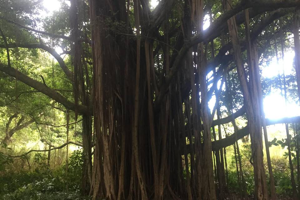 Maui Tree