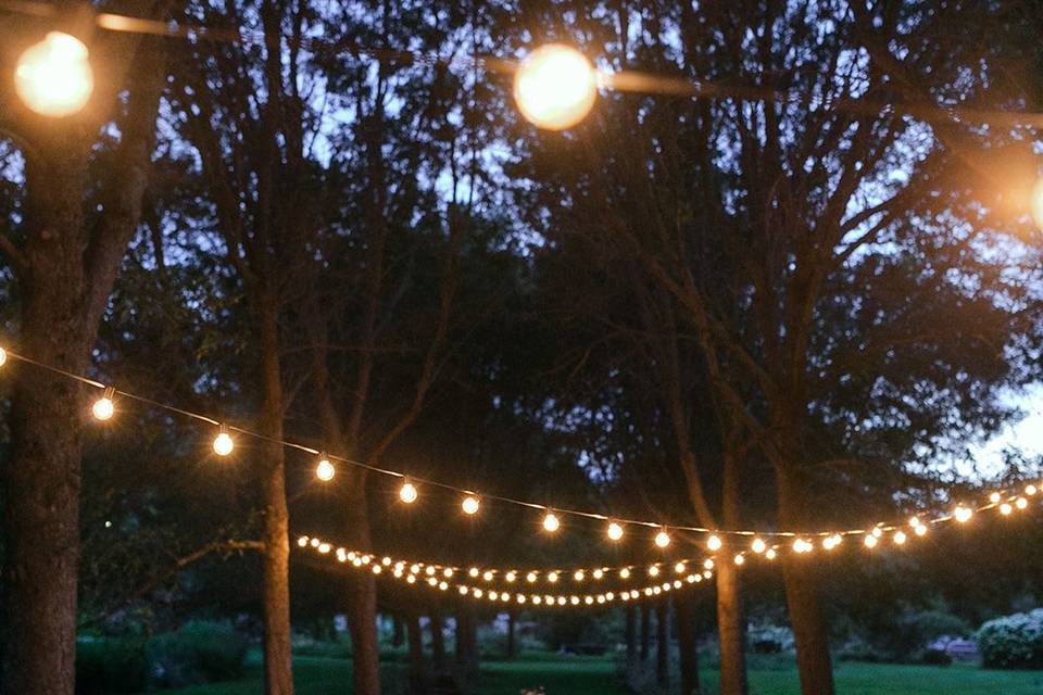 Tree alley at night