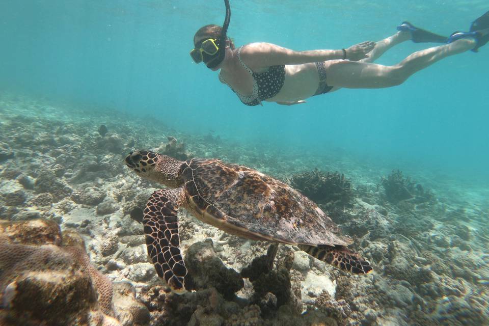 Sea turtle swim Maldives